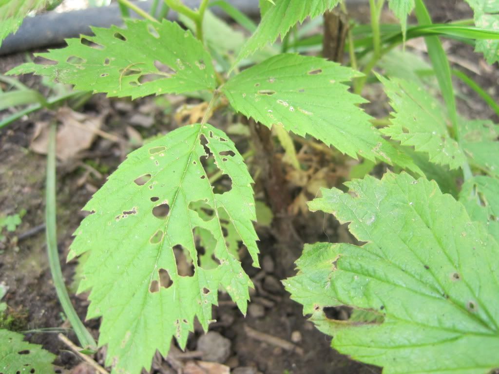 What could be eating my leaves • Gardening Forum